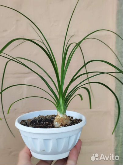 Бокарнея нолина