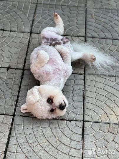 Вязка Бишон фризе