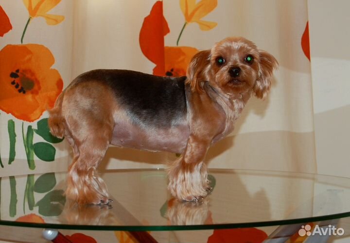 Стрижка кошек, собак, лошадей. Выезд. Опыт 16 лет