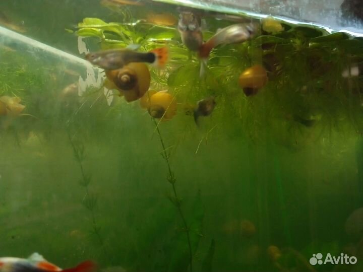Рыбки гуппи и улитки