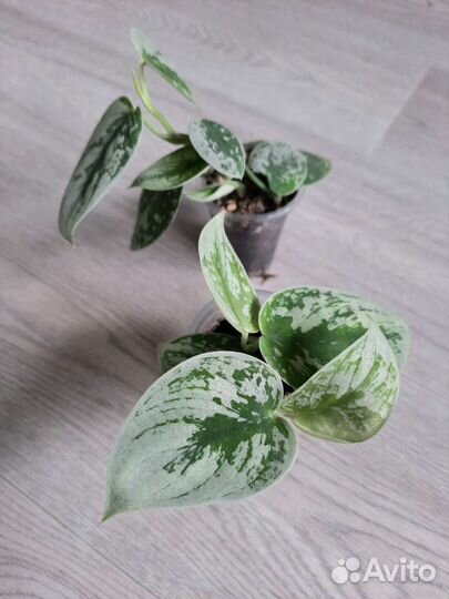 Сциндапсусы. Эпипремнумы 4 вида