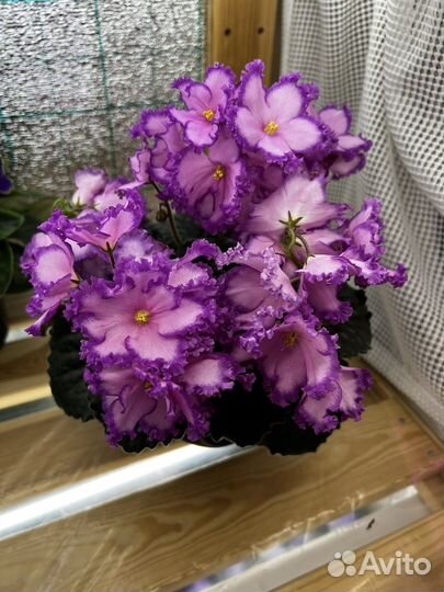 Фиалки сортовые