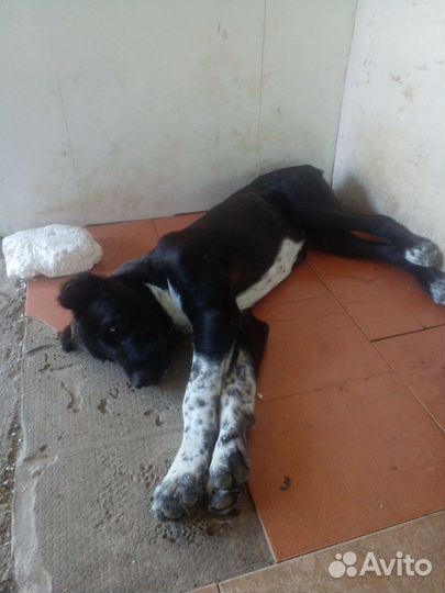 Среднеазиатская овчарка алабай щенки