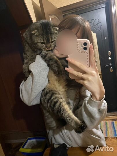 Шотландская вислоухая