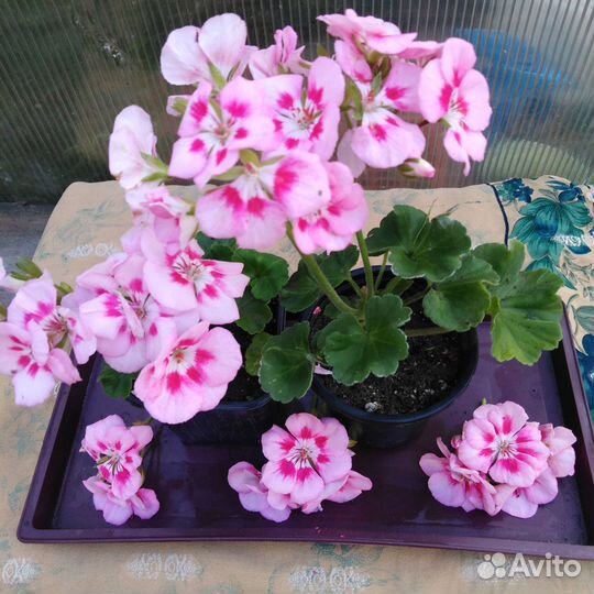 Пеларгония зональная Survivor Pink Mega Splash