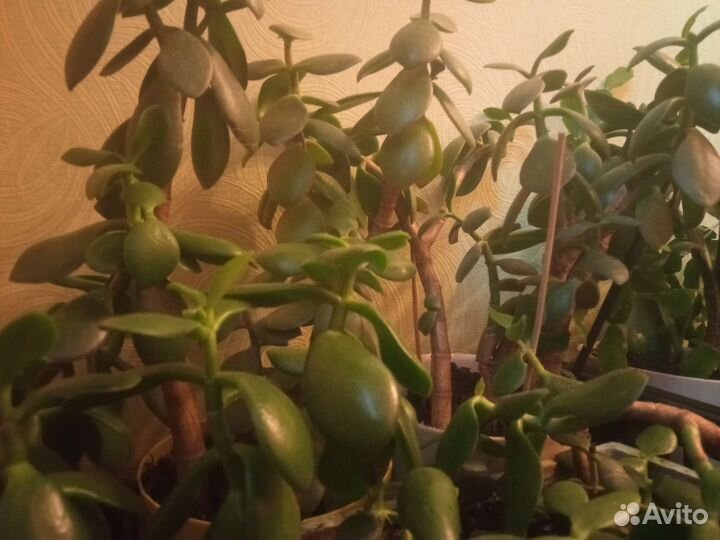 Толстянка (денежное дерево)