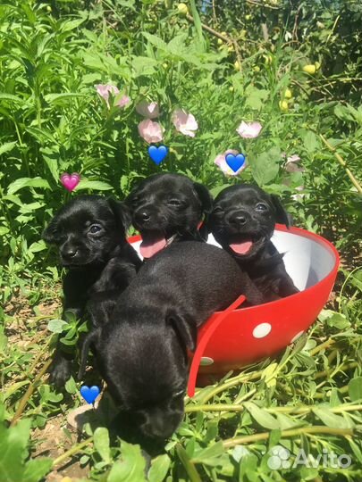 Той-терьер щенки