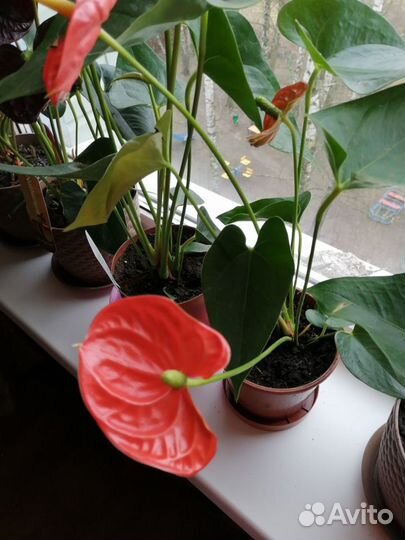 Комнатные цветы Антуриум(Мужское счастье)