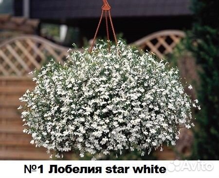 Алиссум Snow Princess, Лобелия star white и др