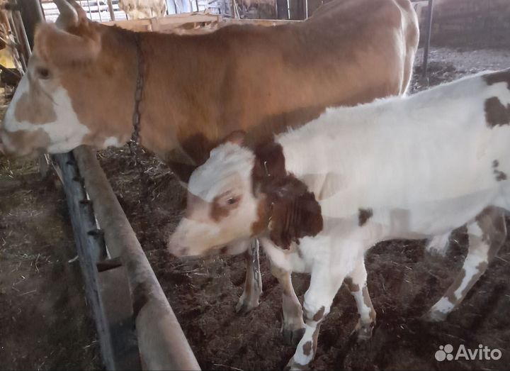 Корова дойная с теленком