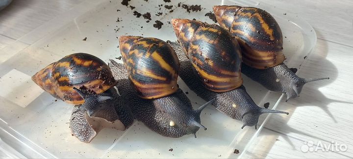 Ахатина Тигр