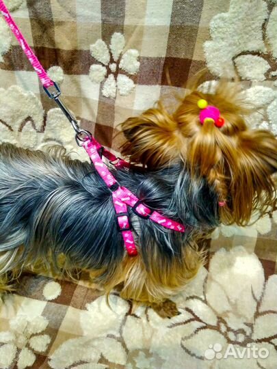 Костюм Шлейка Поводок Дождевик Рюкзак