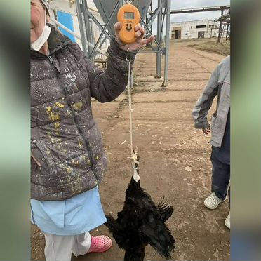 Петухи на мясо 4-5 мес с доставкой на дом