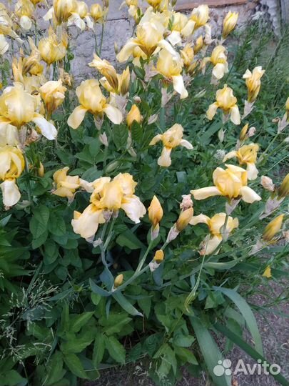 Цветы садовые