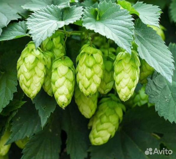 Хмель, саженцы