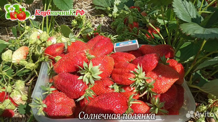 Рассада клубники (крупноплодной земляники садовой)