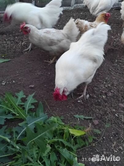 Молодые петухи