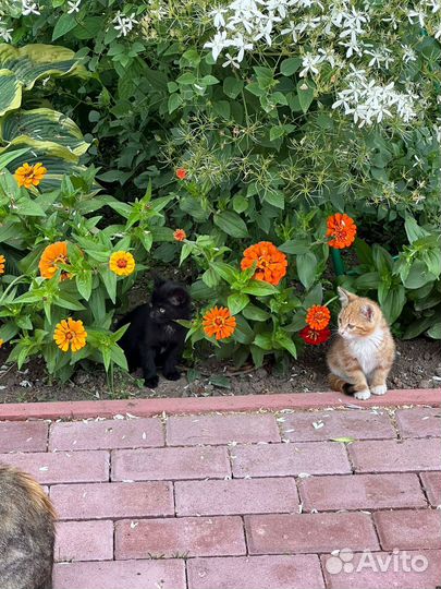 Котики бесплатно в добрые руки