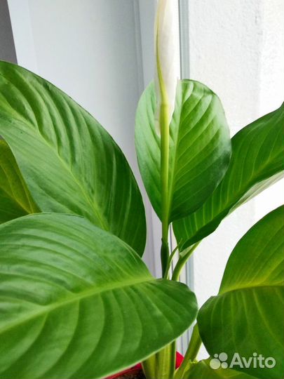 Спатифиллум цветущий