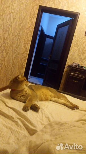 Кот на вязку