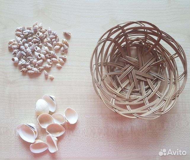 Морские ракушки