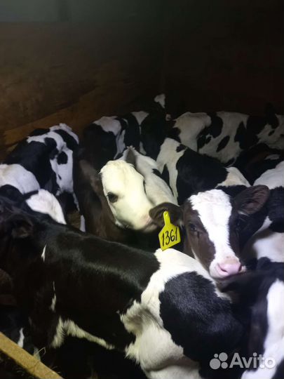 Телята бычки