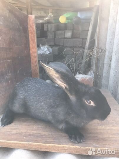 Полтавское серебро