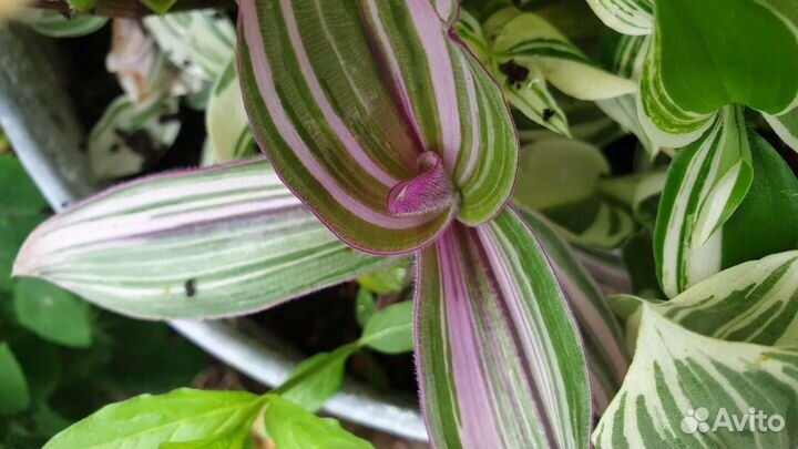 Традесканция Нанук, Ауреа, Фурия, Альбифлора