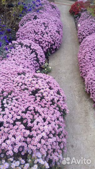 Продам хризантему мультифлора