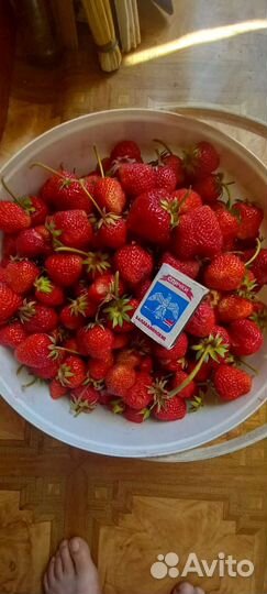 Рассада клубники