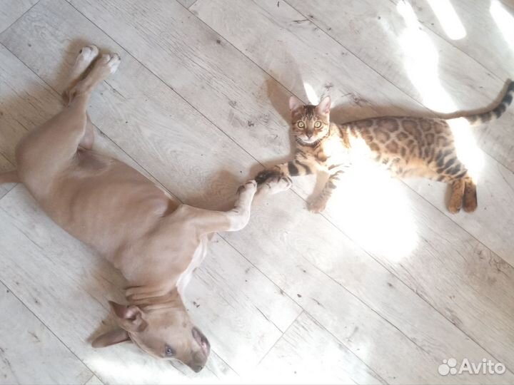 Ам. Стаф. щенки