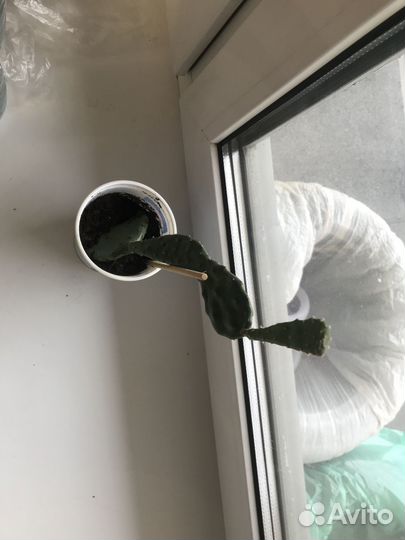 Кактус опунция