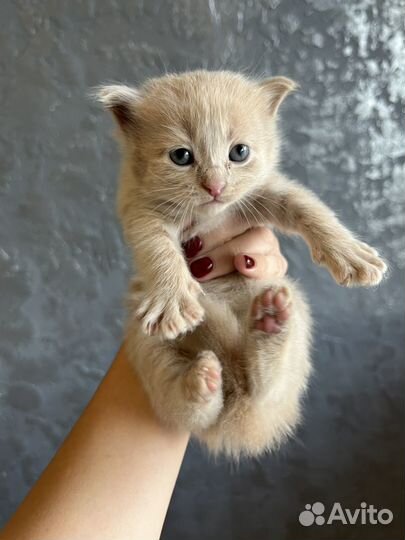 Рыжий котик