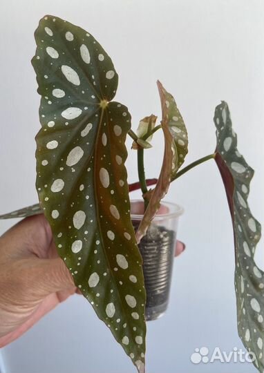 Бегония макулата