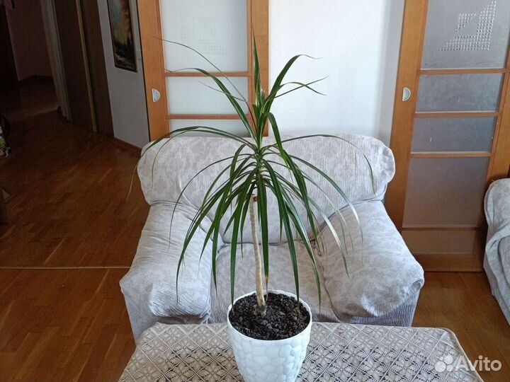 Драцены разных видов