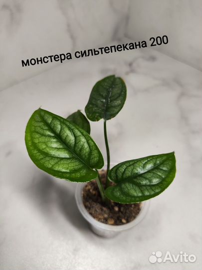 Сингониум, алоказия, циссус, монстера