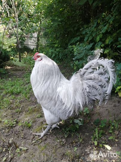 Амераукана лаванда, лакеданзи цыплята