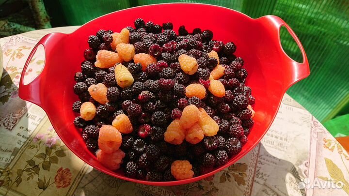 Саженцы малины