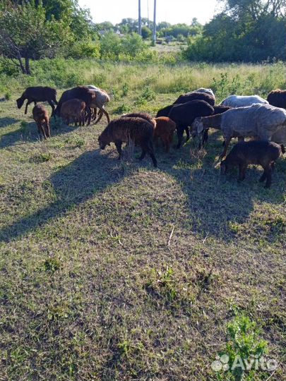 Овцы бараны ягнята