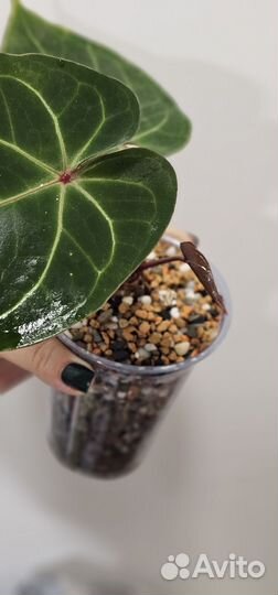 Антуриум Hoffmannii red sinus indo type