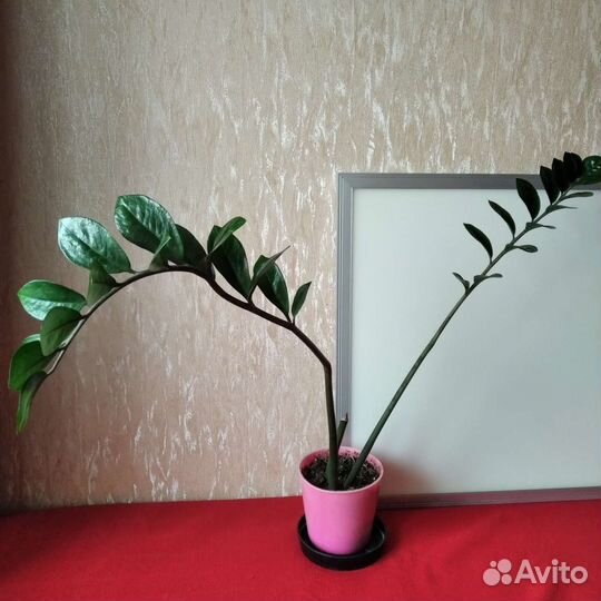 Замиокулькас