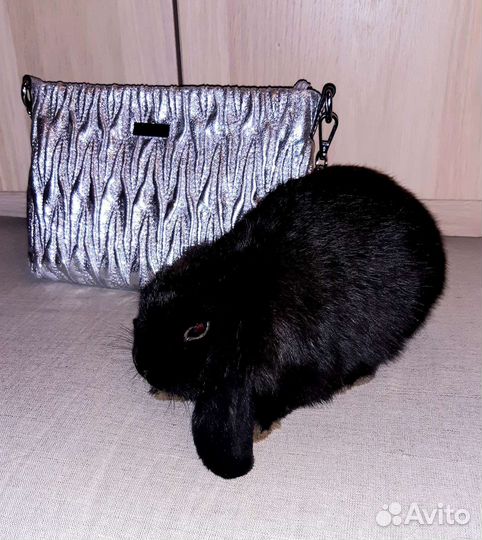 Декоративные кролики вислоухие