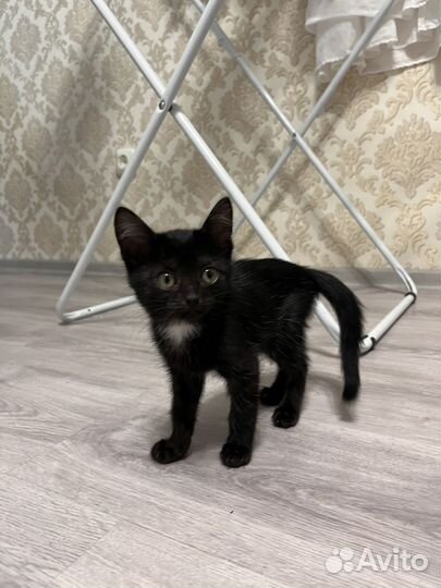 Отдам котенка в добрые руки