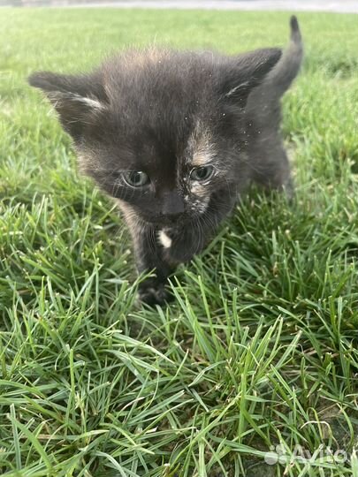 Котята в добрые руки даром