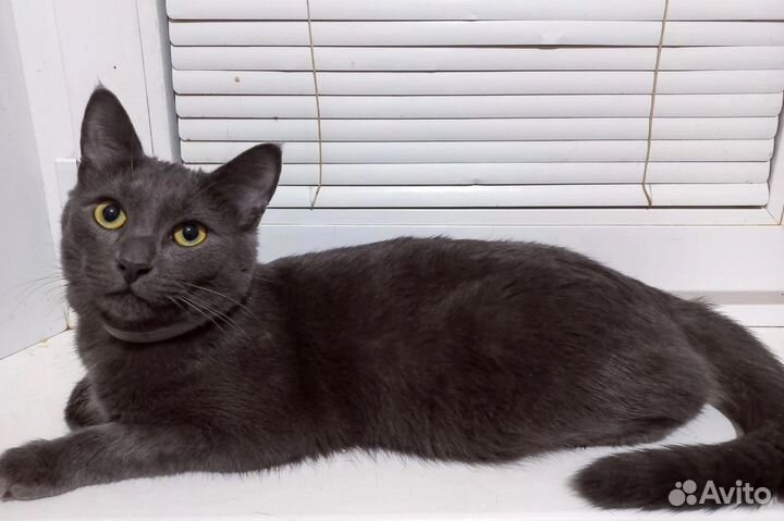 Кот благородных кровей в поисках дома