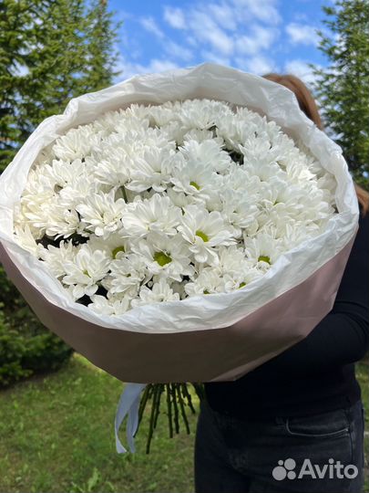 Хризантема кустовая ромашка, долгостойКая