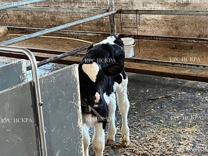 Телята бычки