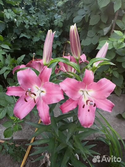 Лилия трубчатая