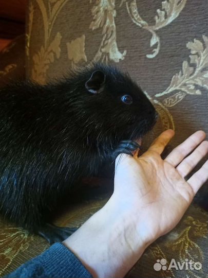 Нутрия домашний питомец