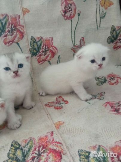Кошка серебристая шиншилла